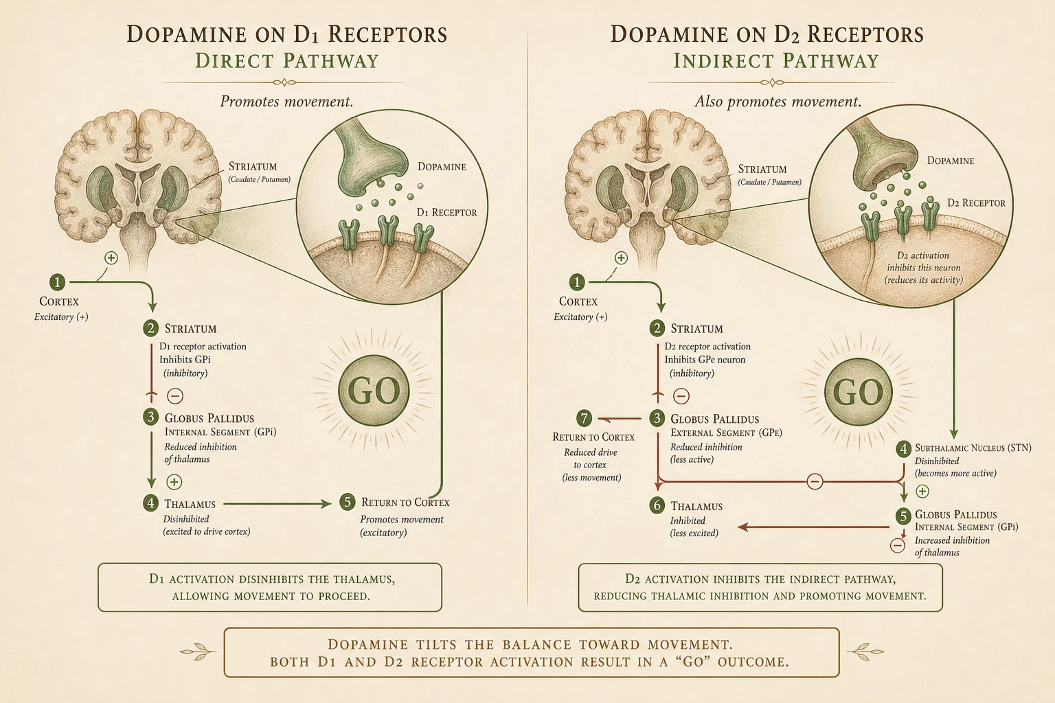 Two-panel diagram: dopamine at D1 (promotes direct) and at D2 (inhibits indirect), both producing "go."