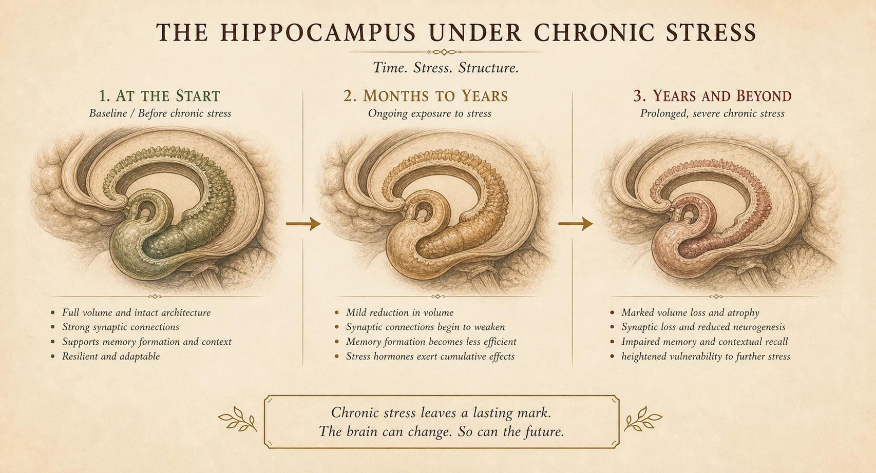 Hippocampus across years of chronic stress — full, mildly atrophied, notably shrunken.