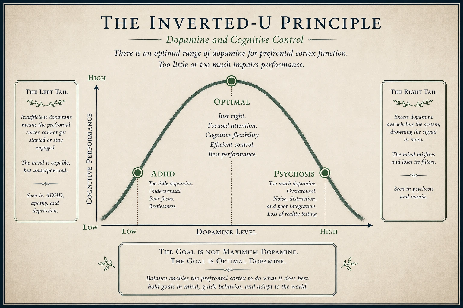 Inverted-U curve with three positions: left tail "ADHD," peak "optimal," right tail "psychosis."