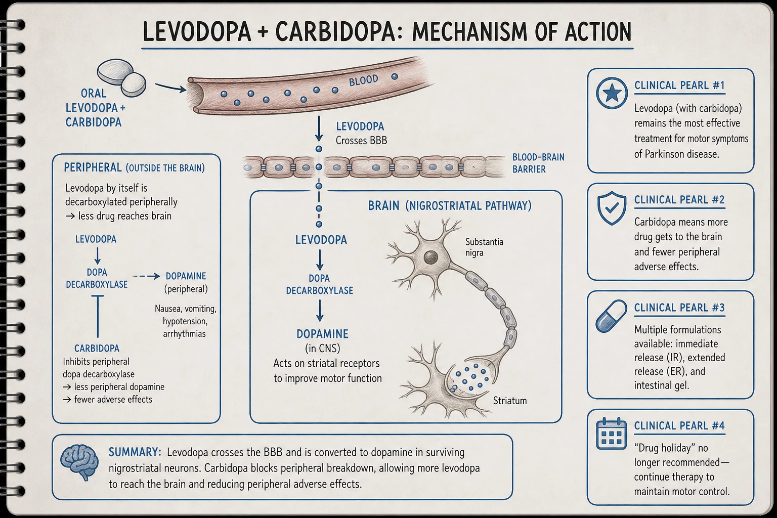 Levodopa mechanism: crosses BBB (dopamine cannot), decarboxylated to DA in surviving nigrostriatal neurons → replaces lost DA → restores motor signaling. Carbidopa blocks peripheral conversion, reducing side effects and allowing more drug to reach brain.