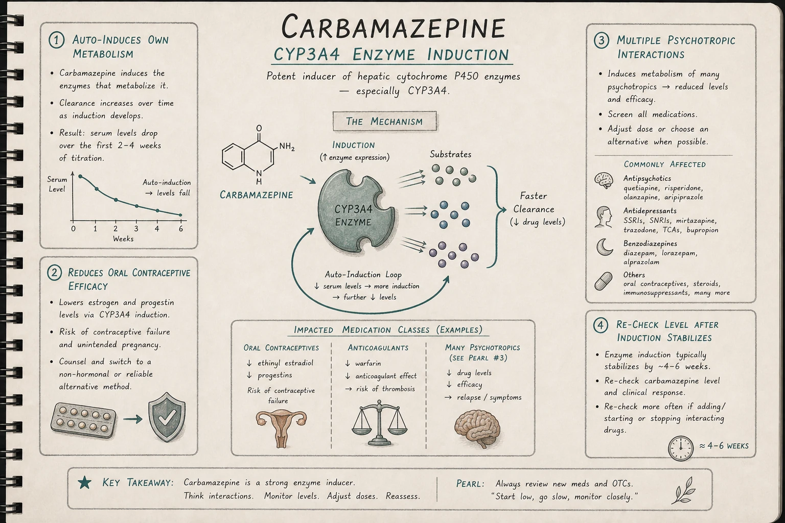 Carbamazepine is a potent CYP3A4 inducer — accelerates metabolism of many co-administered drugs including oral contraceptives, warfarin, many psychotropics. Also auto-induces (own levels drop over weeks).