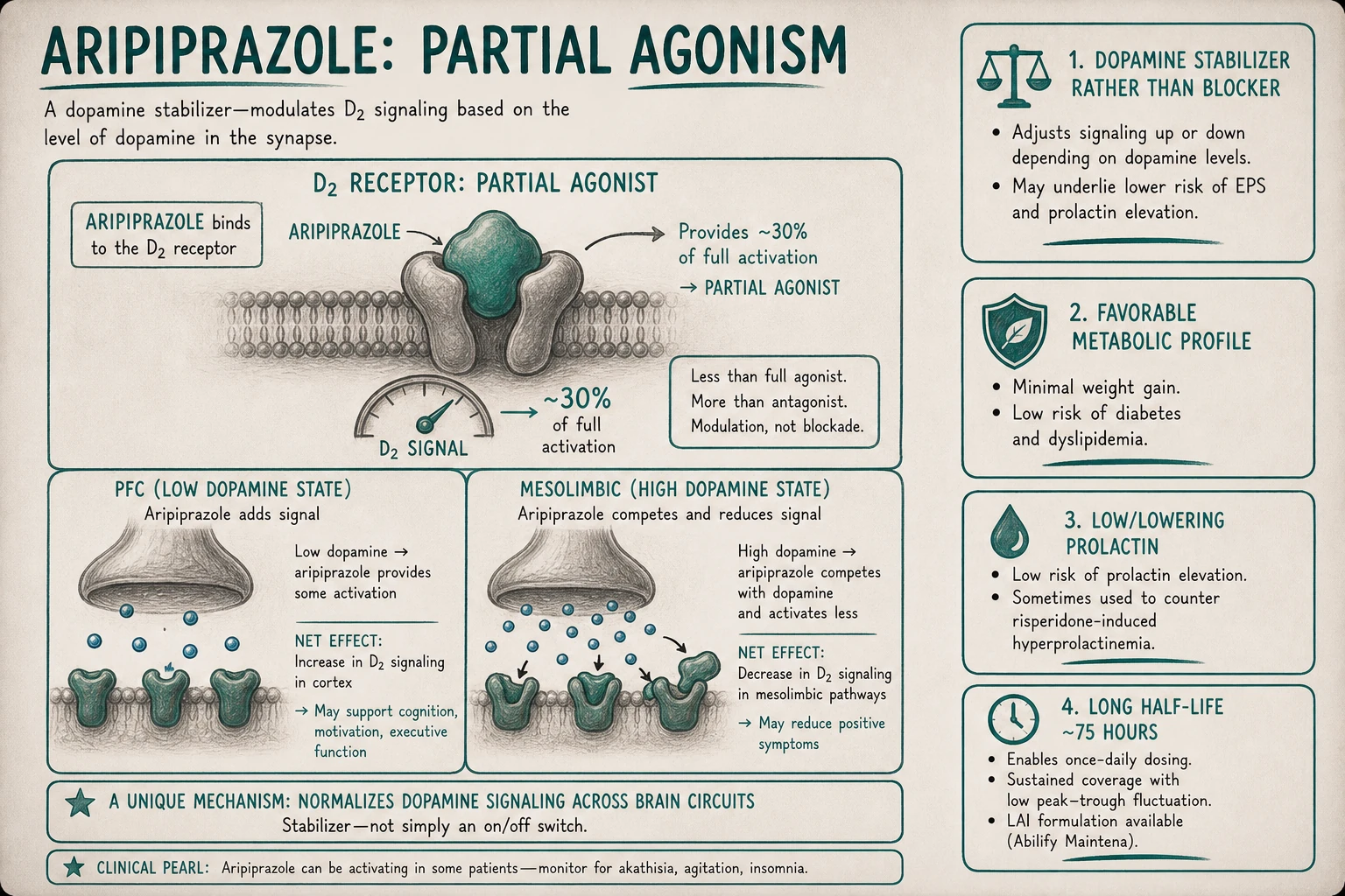 Partial agonist mechanism: provides ~30% of full D2 activation. Where dopamine is low (PFC), aripiprazole adds signal. Where dopamine is high (mesolimbic), aripiprazole competes with full agonist and reduces signal. The "stabilizer" concept.