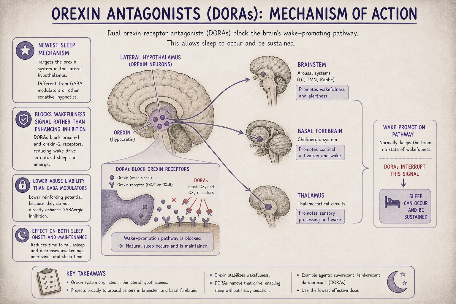 Orexin mechanism: lateral hypothalamic orexin neurons promote wakefulness via brainstem and basal forebrain projections. DORAs block this signal — sleep emerges by reducing arousal rather than enhancing inhibition.