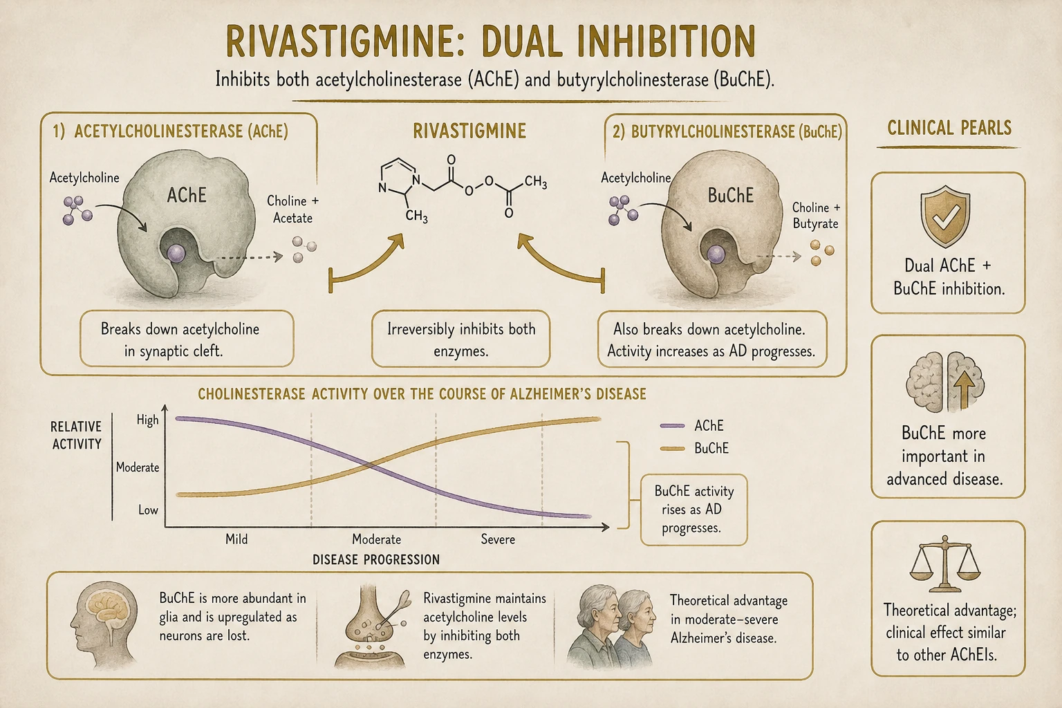 Dual AChE + BuChE inhibition — BuChE becomes more important as disease progresses, theoretically adding benefit in moderate-to-severe disease.