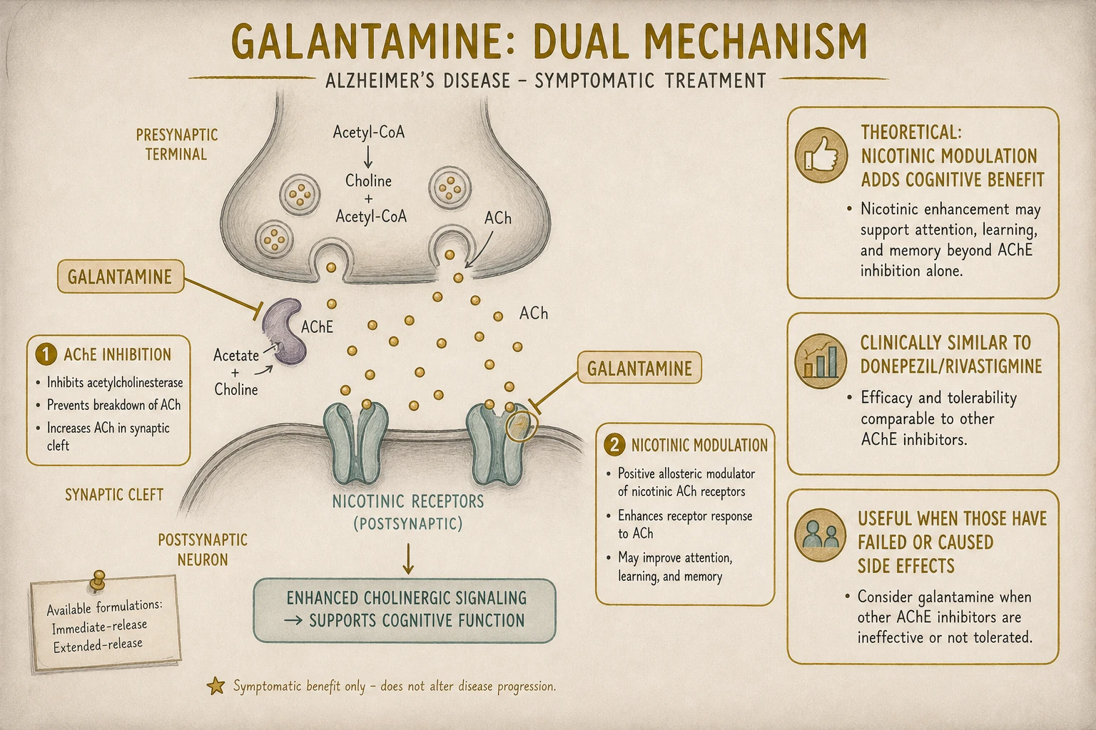 Galantamine's dual mechanism: AChE inhibition (like other AChEIs) plus nicotinic receptor allosteric modulation (unique). Theoretical advantage; clinical effect similar to donepezil/rivastigmine.