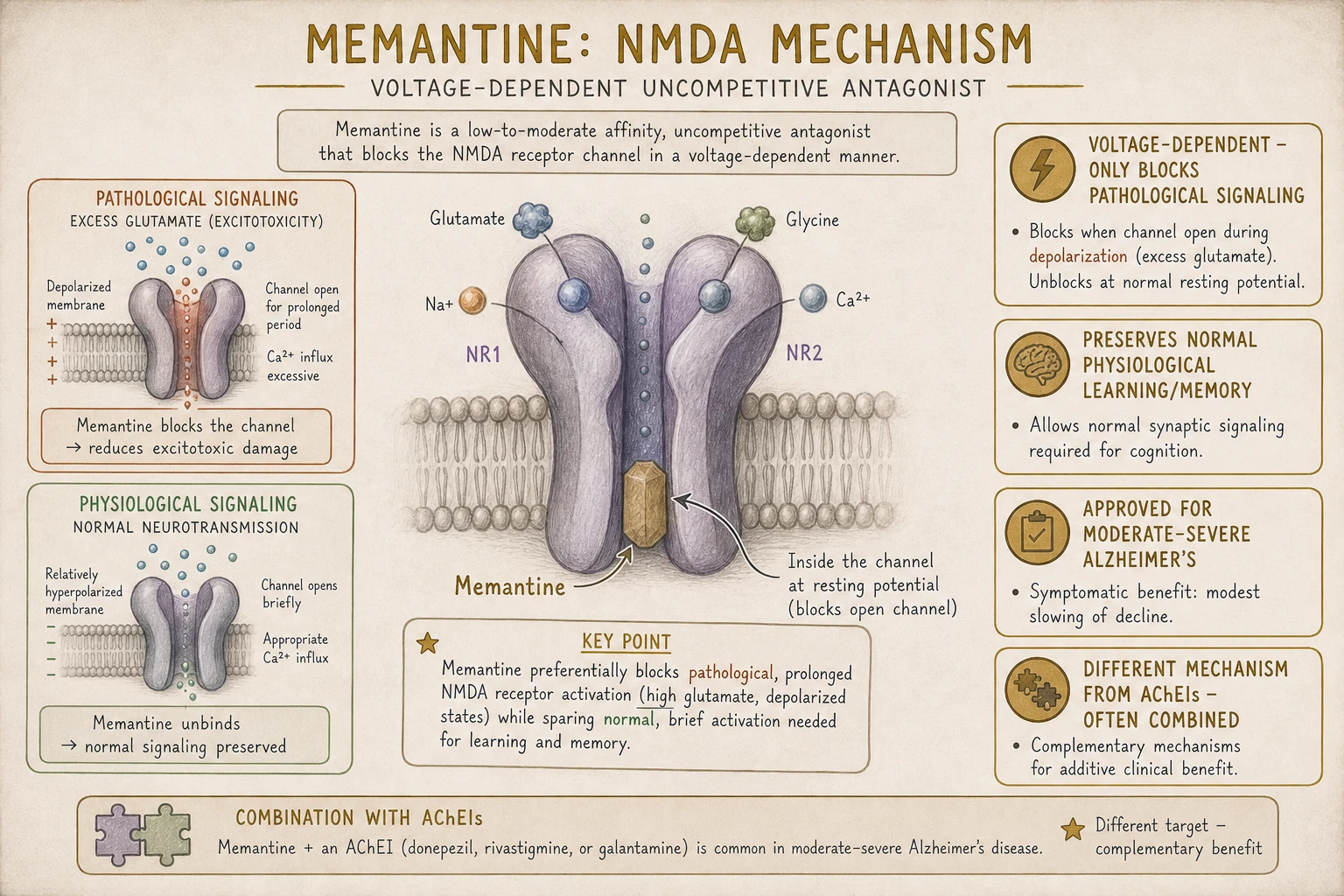Memantine mechanism: low-affinity, voltage-dependent NMDA antagonism. Blocks pathological glutamate signaling (excitotoxicity) while preserving normal signaling (physiological learning and memory).