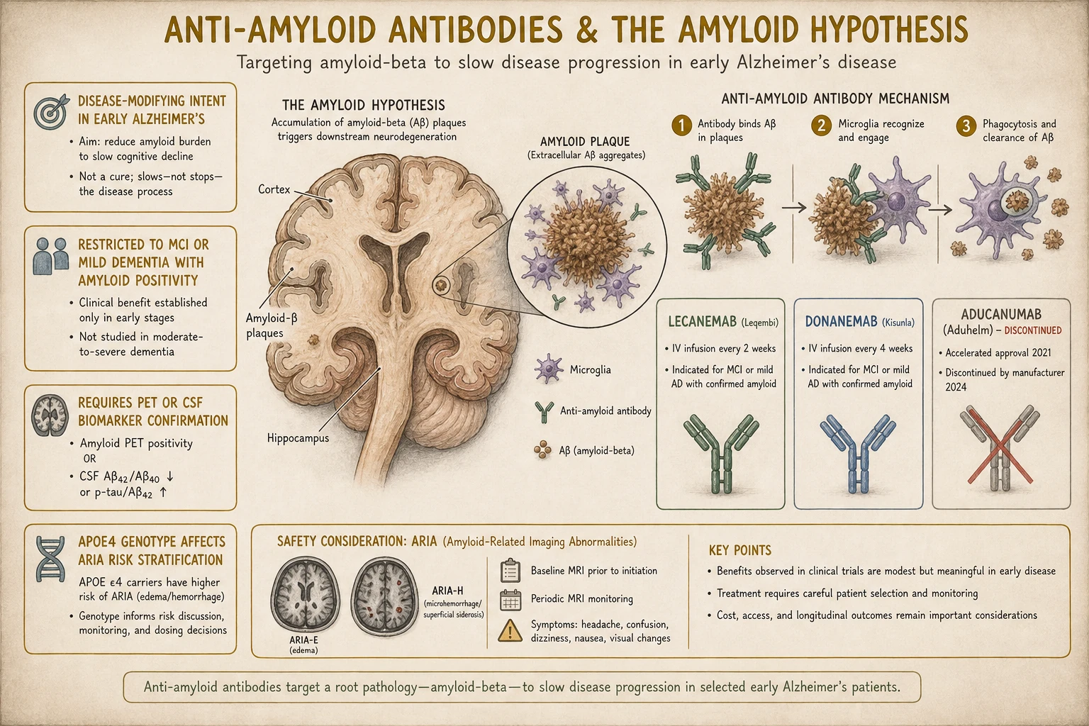 Amyloid hypothesis: amyloid-beta plaques in Alzheimer's drive downstream tau pathology and neurodegeneration. Anti-amyloid antibodies test this hypothesis directly — first drugs to clear plaques and modify disease course.