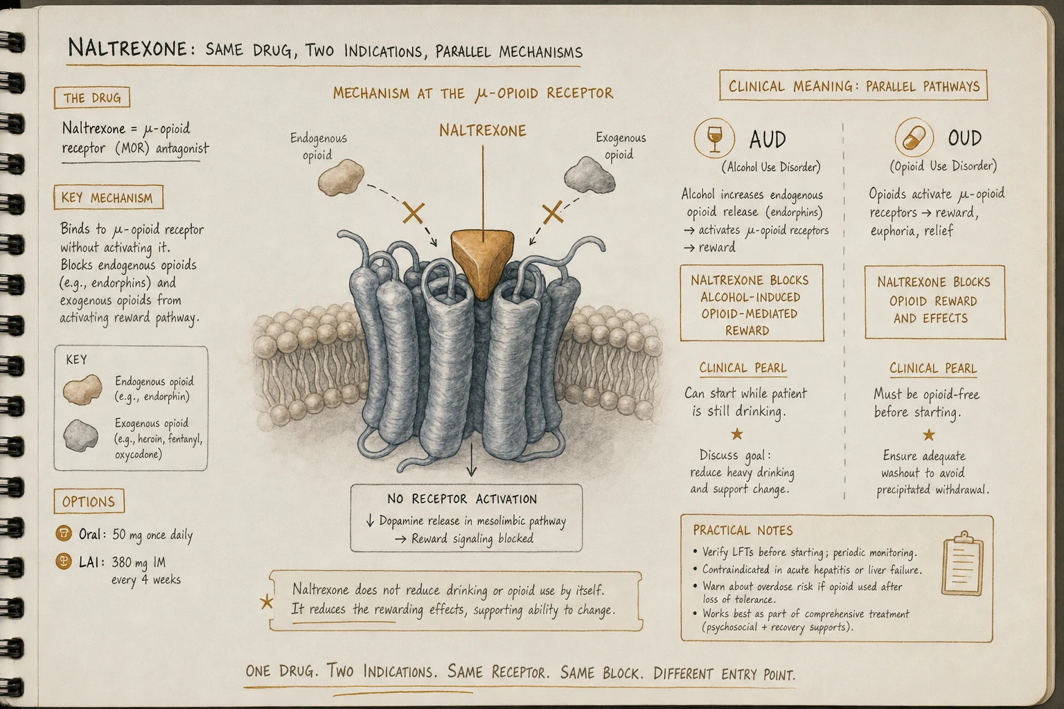 Mu opioid antagonism: blocks opioid reward (essential for OUD) and reduces alcohol reward (alcohol stimulates endogenous opioid release, which naltrexone blocks). Same drug, two indications, parallel mechanisms.