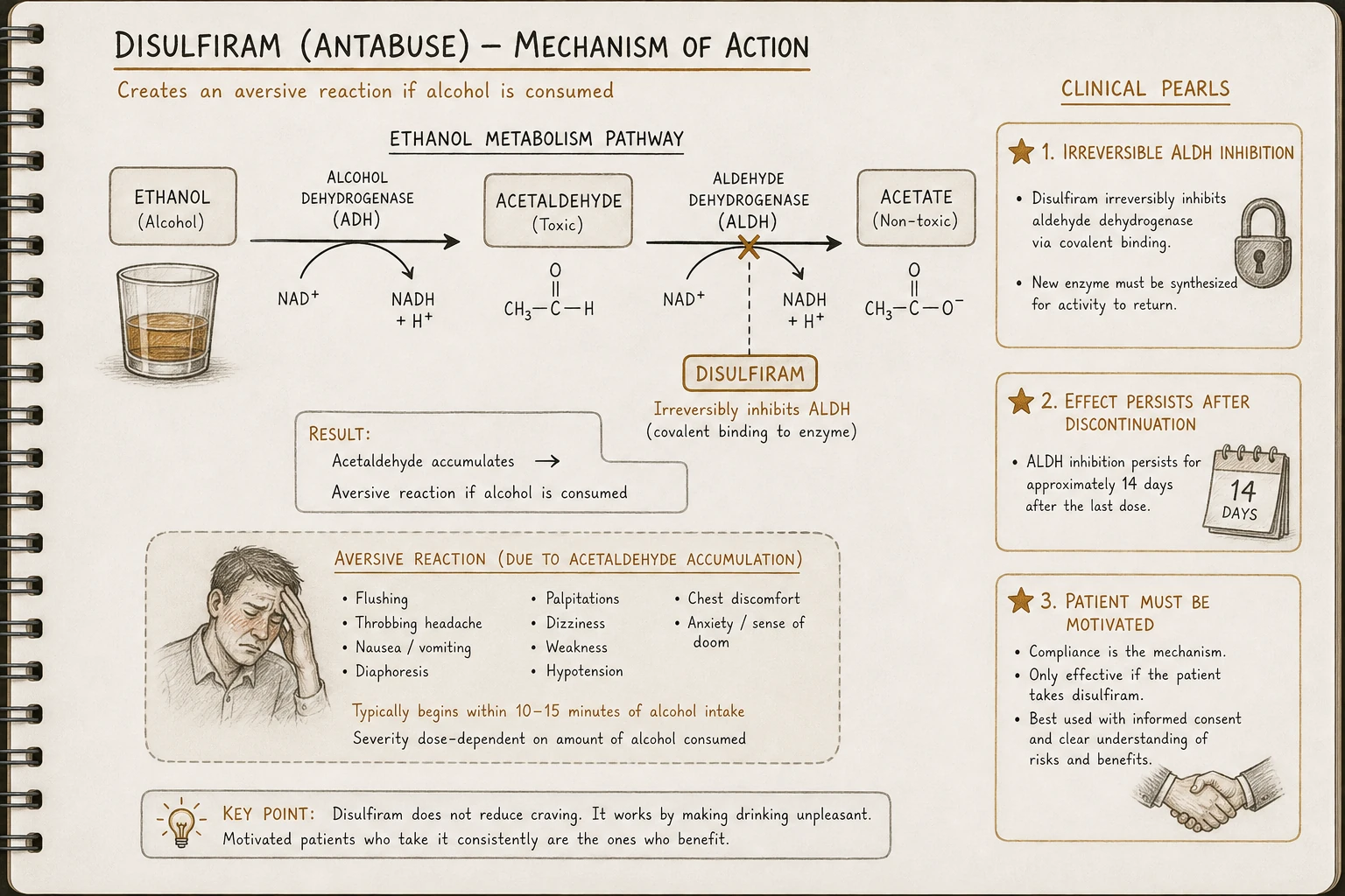 Mechanism: alcohol → acetaldehyde → acetate. Disulfiram blocks the second step (ALDH), allowing acetaldehyde to accumulate, producing severe aversive reaction. Drinking on disulfiram is unpleasant to dangerous.