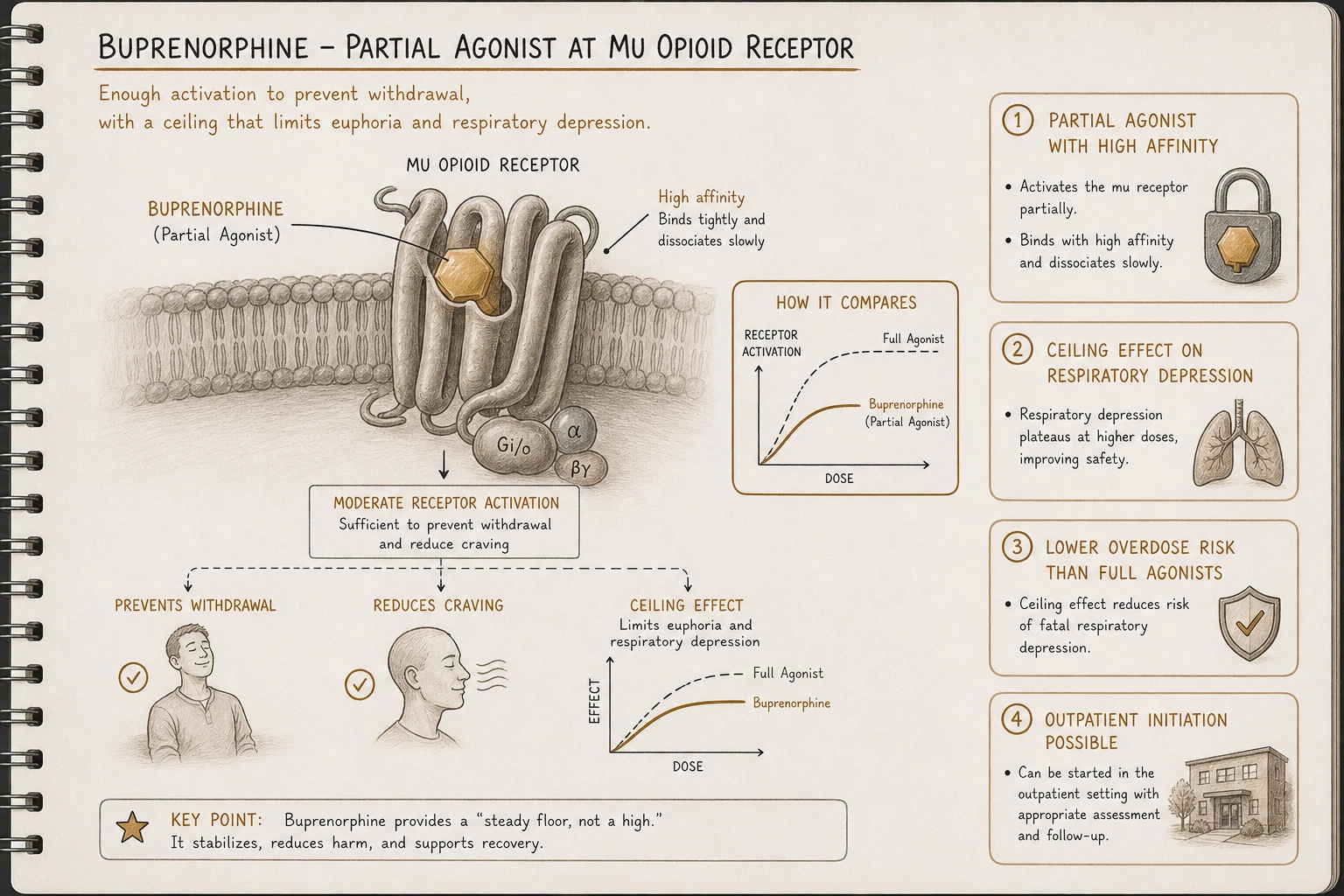 Partial mu agonist mechanism: provides opioid effect strong enough to prevent withdrawal and reduce craving, but ceiling effect limits euphoria and respiratory depression. The "ceiling" makes overdose far less likely than full agonist.