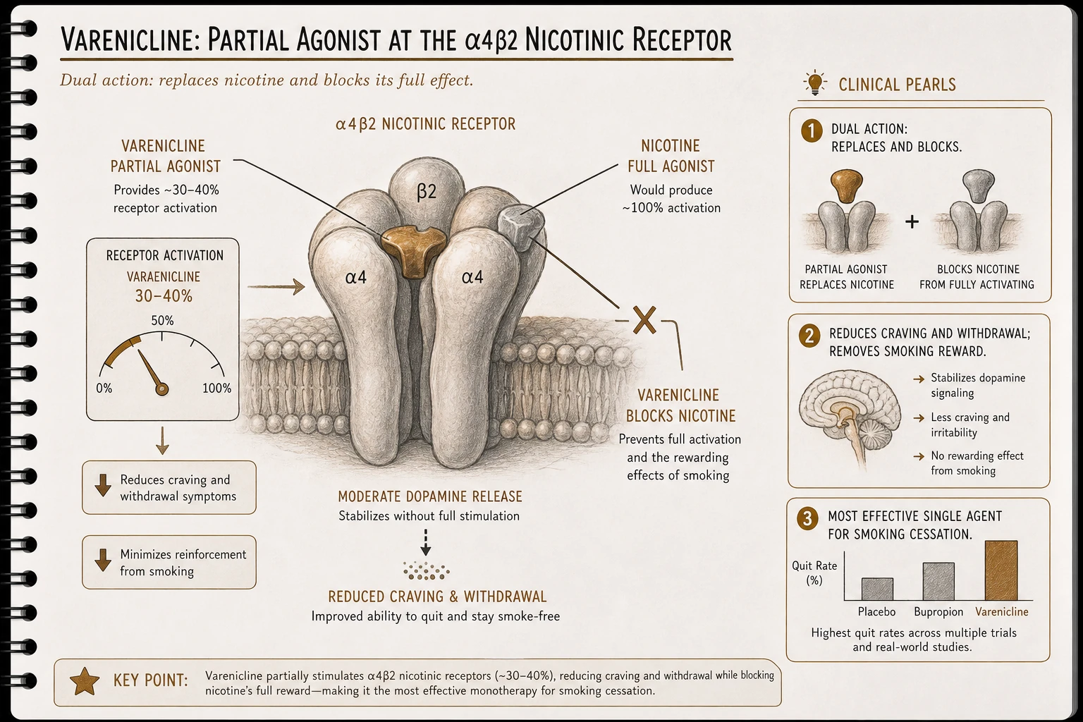 Partial agonist mechanism: provides ~30-40% of full nicotinic activation. Stimulates nicotinic reward enough to reduce craving and withdrawal, but blocks full nicotine effect if patient smokes — smoking is less rewarding.